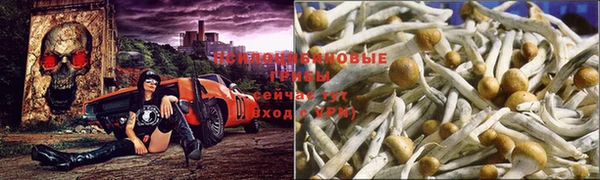 ПСИЛОЦИБИНОВЫЕ ГРИБЫ Навашино